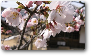 大師堂の桜