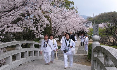 第８番　常光寺の桜